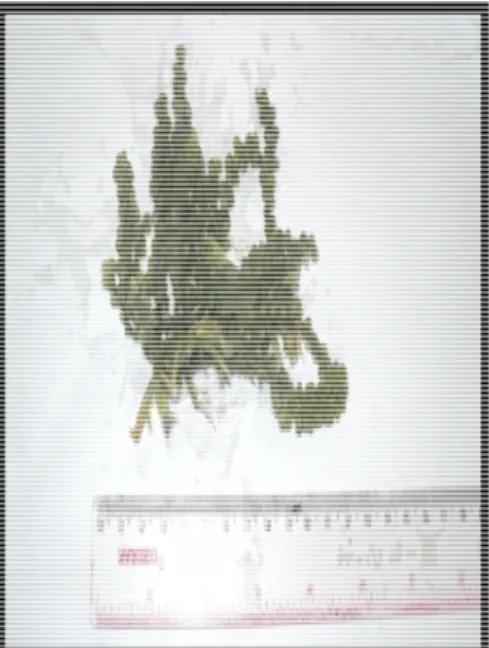 Gambar 11:Caulerpa racemosa (Koleksi pribadi) 