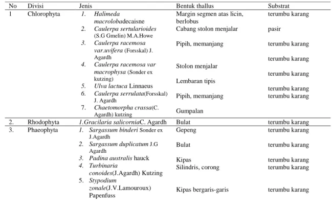 Tabel 1: Jenis, bentuk thallus dan substrat makroalga di Pantai Malabero 