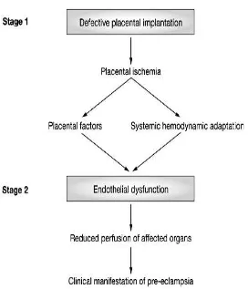 Gambar 2.4  Diagram Mekanisme Patofisiologi Preeklampsia (Sumber: Norris, 2005)  