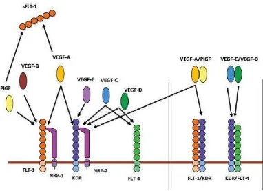 Gambar 2.5 Family VEGF beserta Reseptornya ( Andraweera, 2012) 