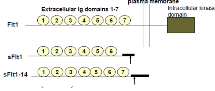 Gambar 2.7  Kromosom sFLT-1(Sella et al, 2008) 