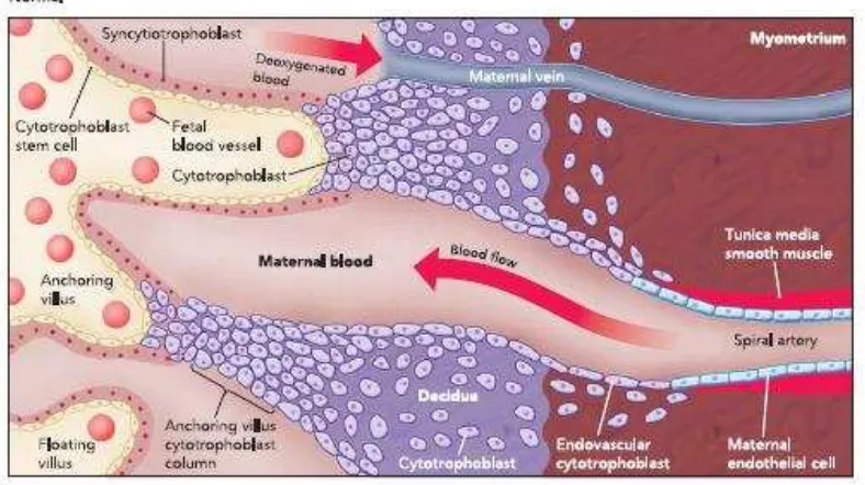 Gambar 2.2  Perubahan Arteri Spiralis pada Kehamilan Normal                  (Andraweera et al, 2012)  