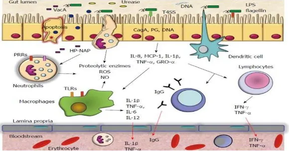 Gambar 2.4. TNF-α  yang berhubungan dengan H. pylori 