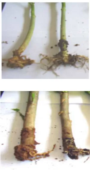Gambar  2.  Pertambahan  berat  basah  (g)  semai  jarak  pagar asal biji dan stek  yang  ditanam pada  media  tanah  latosol  dan  podzolik  selama  dua bulan pemeliharaan