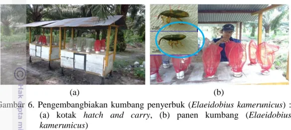 Gambar  6.  Pengembangbiakan  kumbang  penyerbuk  (Elaeidobius  kamerunicus)  :      (a)  kotak  hatch  and  carry,  (b)  panen  kumbang  (Elaeidobius  kamerunicus) 
