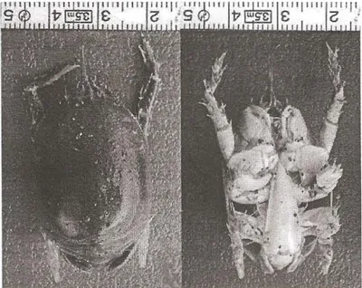 Gambar 2 . U ndur-undur  Laut  Jenis  Hipp a ad actyla  yang  Ditemukan di  Lokasi Penelitia n 