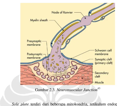 Gambar 2.3. Neuromuscular Junction 43 