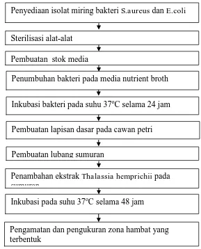 Gambar 2.  Diagram Alur Pengujian Aktivitas Antibakteri Lamun Thalassia hemprichiiterhadap bakteri Staphylococcus aureus dan Escherichia coli Sumber : Ngajow et al
