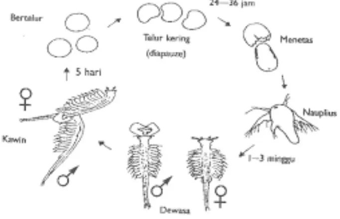 Gambar 2. Tahap pertumbuhan Artemia salinaLeach (Mudjiman, 1989) 