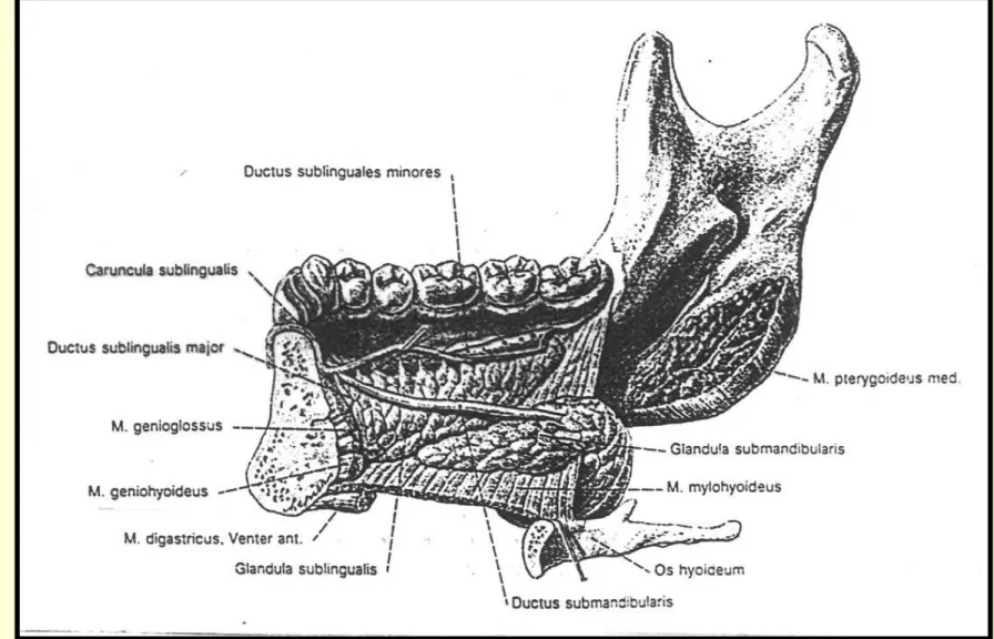 Gambar 3. Posisi Kel. Submandibularis dan 