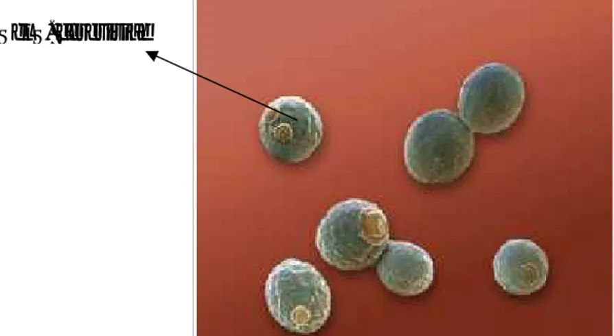 Gambar 3. Saccharomyces cerevisiae (Flegler, 2005)