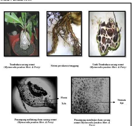 Gambar 1. Morfologi dan anatomi tumbuhan sarang semut (Myrmecodia pendens Merr. & Perry) 