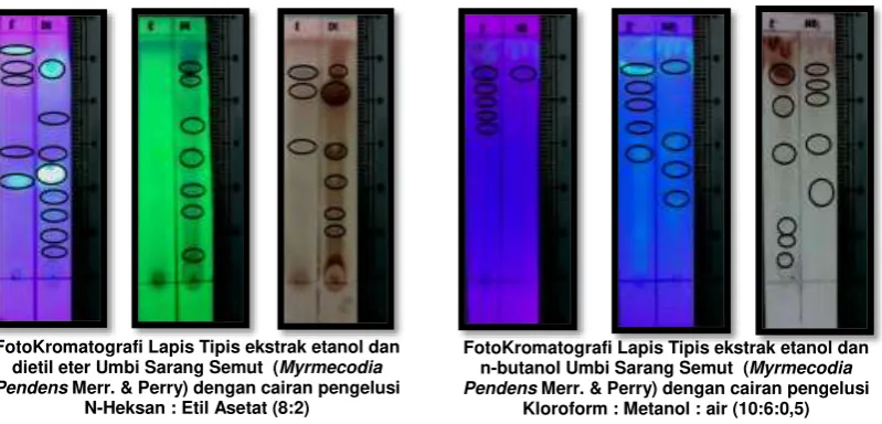 Gambar 4. FotoKromatografi Lapis Tipis ekstrak etanol, dietil eter dan n-butanol Umbi Umbi Sarang Semut (Myrmecodia pendens Merr.& Perry) 