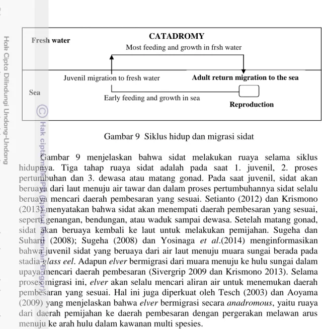Gambar 9  Siklus hidup dan migrasi sidat 
