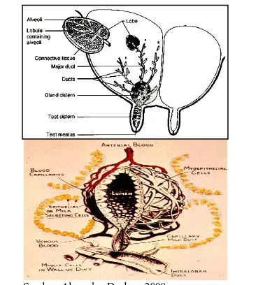 Gambar 1 Alveoli dan sistem duktus kelenjar ambing     