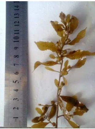 Gambar 2.  Sargassum duplicatum (Hasil Penelitian, 2013) 