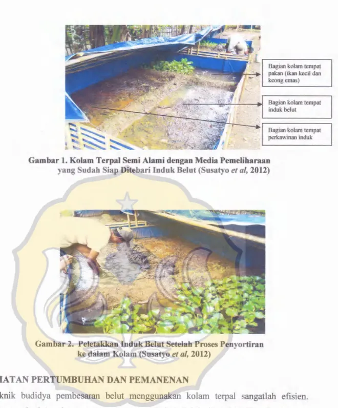 Gambar  1.  Kolam  Terpal Scni Alami  dengan Media  Pemeliharaan yang  Sudah Siap  Ditebari Induk  Belut  (Susatyo  et  al,2012)
