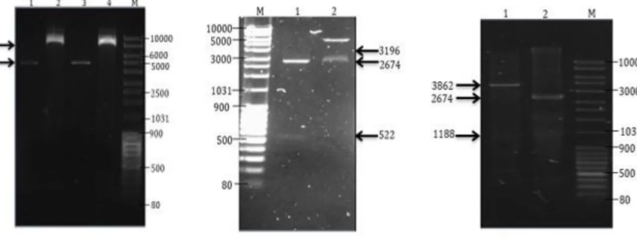 Gambar  2.  Analisis  restriksi  plasmid  pQE80L  wild  type,  pUC57-Nukleokapsid,  dan  pUC57- pUC57-Spike