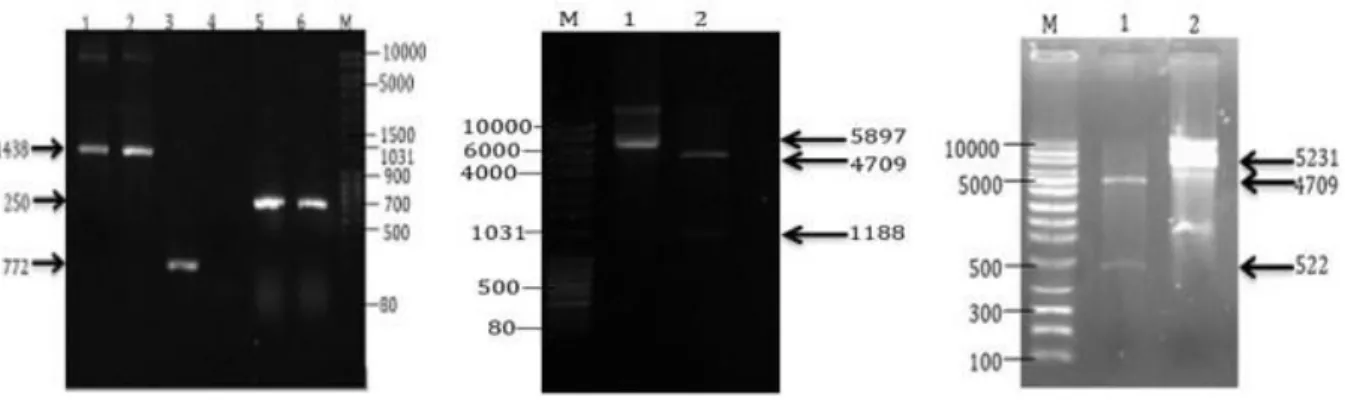 Gambar  3.  Uji  tapis  koloni  mengandung  plasmid rekombinan.  Keterangan: a.  PCR  koloni,    M :  Marka, Lajur 1-2 : koloni E
