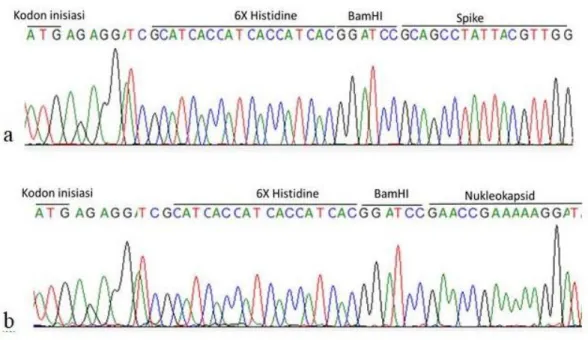 Gambar 4. Hasil sekuensing gen sisipan spike dan nukleokapsid. Keterangan: a. Sekuen DNA  sisipan spike, b