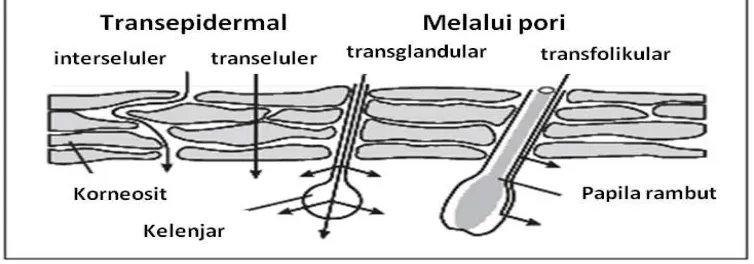 Gambar 2.3 Jalur penetrasi obat melalui stratum korneum (Trommer dan Neubert, 2006) 