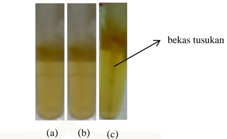 Gambar  3.    Hasil  pengujian  H 2 S  pada  ketiga  isolat  menunjukkan  reaksi  negatif  pada: 