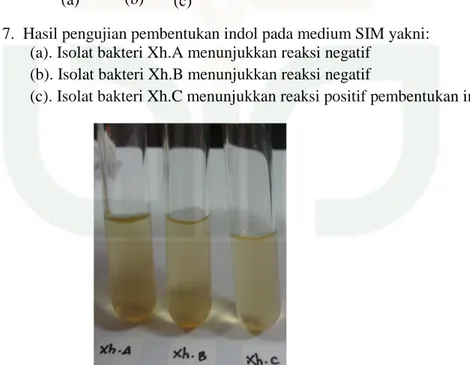 Gambar  8.  Hasil  pengujian  hidrolisis  gelatin  pada  ketiga  isolat  bakteri  menunjukkan  reaksi negatif 