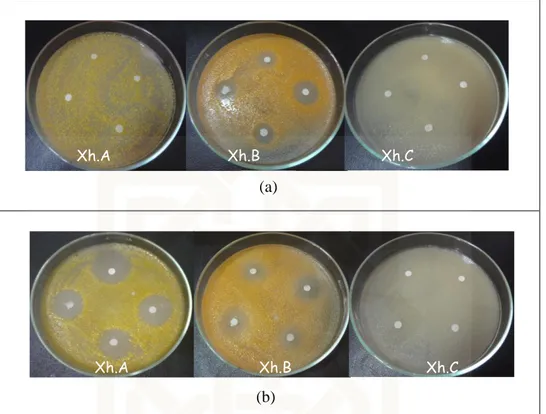 Gambar 12. Hasil pengujian resistensi ketiga isolat bakteri pada berbagai antibiotik:  