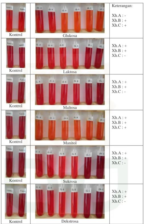 Gambar  13.  Hasil  pengujian  ketiga  isolat  dalam  menghasilkan  gas  dan  asam  pada  berbagai  sumber  karbohidrat  (glukosa,  laktosa,  maltosa,  manitol,  sukrosa,  dekstrosa)