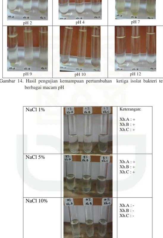 Gambar  15.      Hasil  pengujian    kemampuan  pertumbuhan  ketiga  isolat  bakteri  terhadap  berbagai konsentrasi NaCl 
