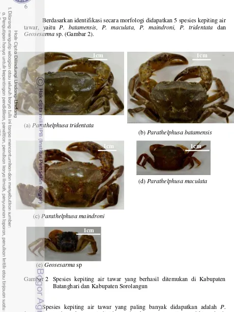 Gambar 2 Spesies kepiting ting air tawar yang berhasil ditemukan di K