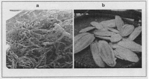 Gambar 1. Rumput laut (a) dan Cangkang cumi (b) 