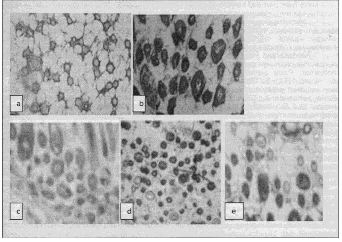 Gambar 3. Mikrografi mikroskop cahaya binokuler granula melianin dan filamen kulit punggung tikus perbesaran (25x)