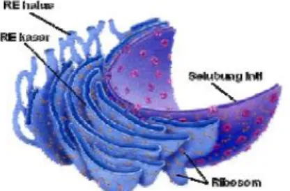 Gambar 2.2: Retikulum Endoplasma. 83 b)  Ribosom 