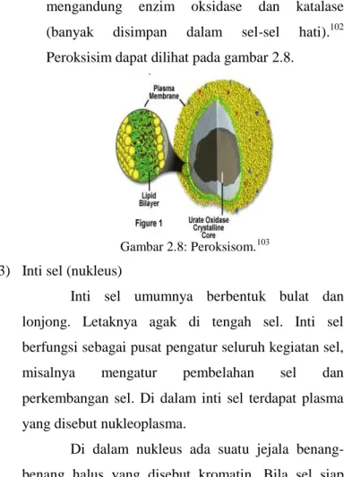 Gambar 2.8: Peroksisom. 103 3)  Inti sel (nukleus) 