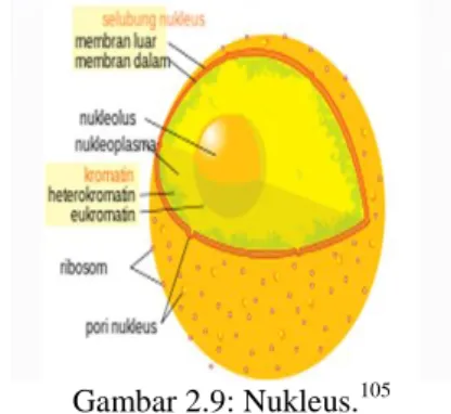 Tabel 2.2. Perbedaan sel hewan dan sel tumbuhan 