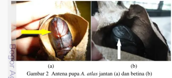Gambar 2  Antena pupa A. atlas jantan (a) dan betina (b)  Koleksi Semen Imago A. atlas 