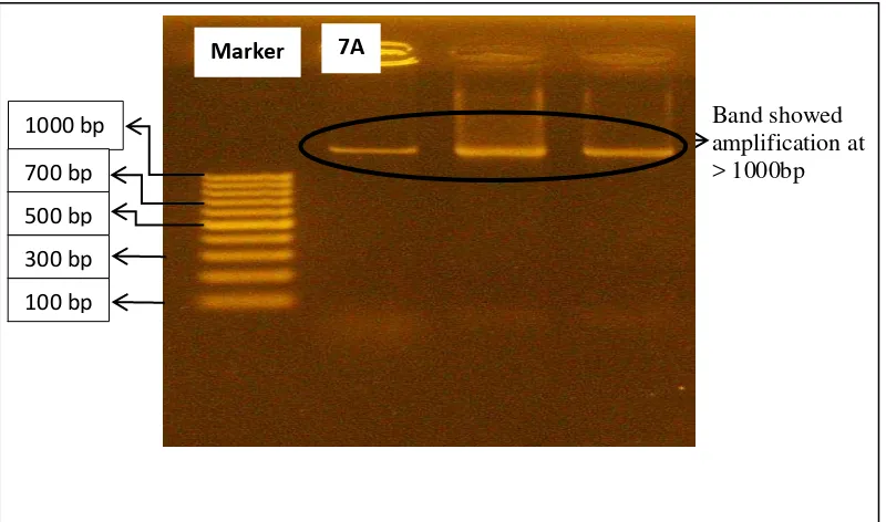 Fig 1. Visualization of Resulting Band from PCR 16S rDNA on Sample Isolate          