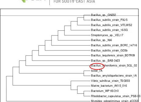 Fig 3. Phylogenetic Tree of Sequencing Results of 16S rDNA Isolate 7A 