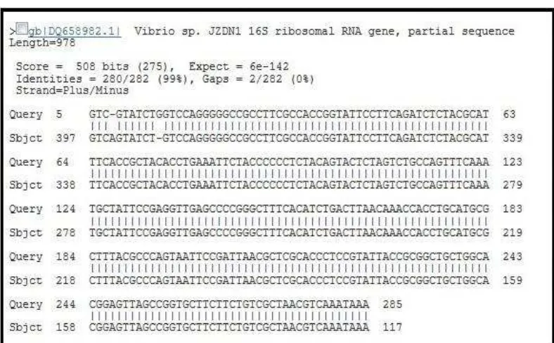 Gambar 3 . Hasil Penelusuran Homologi Sekuen 16S rDNA Isolat TSA 8.7 dengan Sekuen DNA Database Gene Bank Menggunakan Sistem BLAST