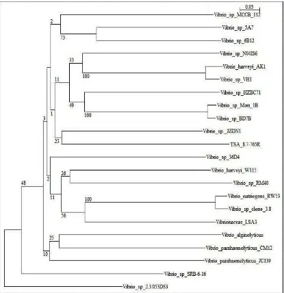 Gambar 4. Pohon Filogenetik yang Menunjukkan Kekerabatan Terdekat Antara Tree ViewIsolat TSA 8.7 dengan Bakteri Vibrio sp