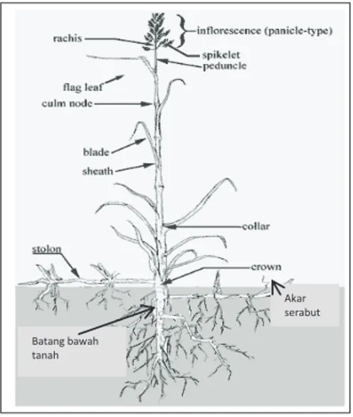 Gambar 2. Morfologi dan bagian bagian rumput