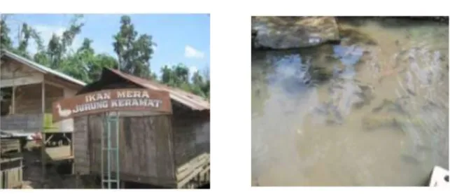 FOTO 22 . Lubuk Larangan digolongkan dalam NKT 6, karena merupakan kearifan lokal  Desa Rianiate untuk mengkonservasi sumber air dan Ikan Jurung (ikan Mera)