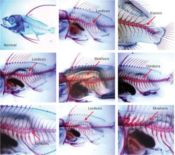 Figure 4. Percentage of swimbladder in larval rearing by using skimmer A (6 day), B (15 day), and C (without skimmer)