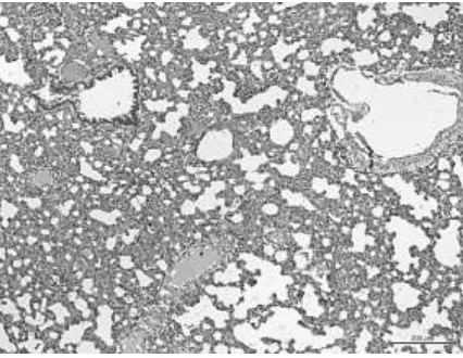Gambar 4. Foto hasil histologi paru-paru tikus putih (Rattus norvegicus) yang telah diberikan ekstrak murbei dengan dosis 200 mg/kgBB dengan pembesaran 20x 