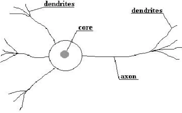 Gambar 2.2 Diagram bentuk neuron 7 