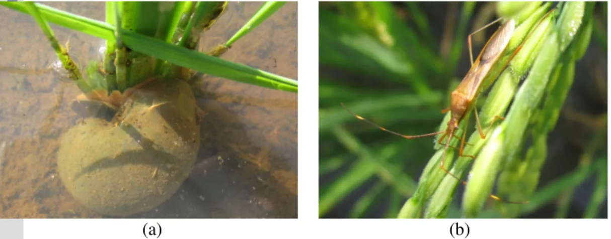 Gambar  3.  Hama  yang  menyerang  tanaman  padi  selama  penelitian  berlangsung   (a) Pomacea canaliculata L dan (b) Leptocorisa oratorius 