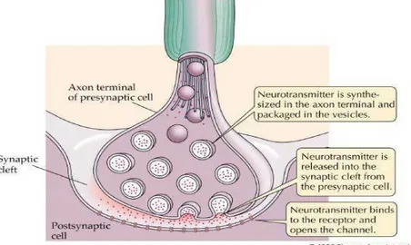 Gambar 1. Anatomi suatu Neuromuscular Junction 4 2.1.2 Fisiologi dan Biokimia Neuromuscular Junction