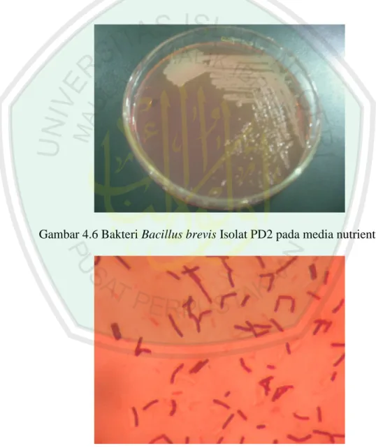 Gambar 4.6 Bakteri Bacillus brevis Isolat PD2 pada media nutrient agar 