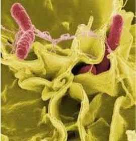 Gambar 1 Sel Salmonella spp. (http://upload.wikimedia.org/wikipedia) 